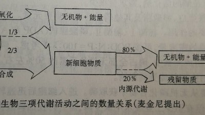 活性污泥代謝活動數(shù)量關系